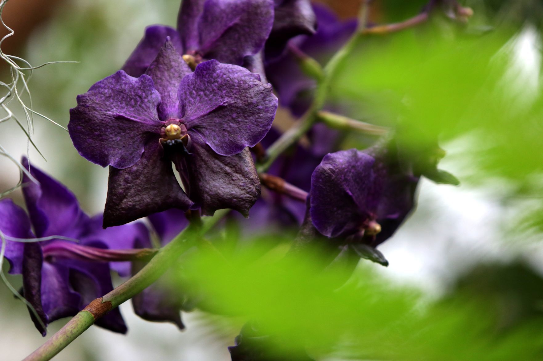 Orchid Show opens at Missouri Botanical Garden